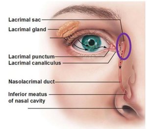 Location of the nasolacrimal sac between the eye and the nose
